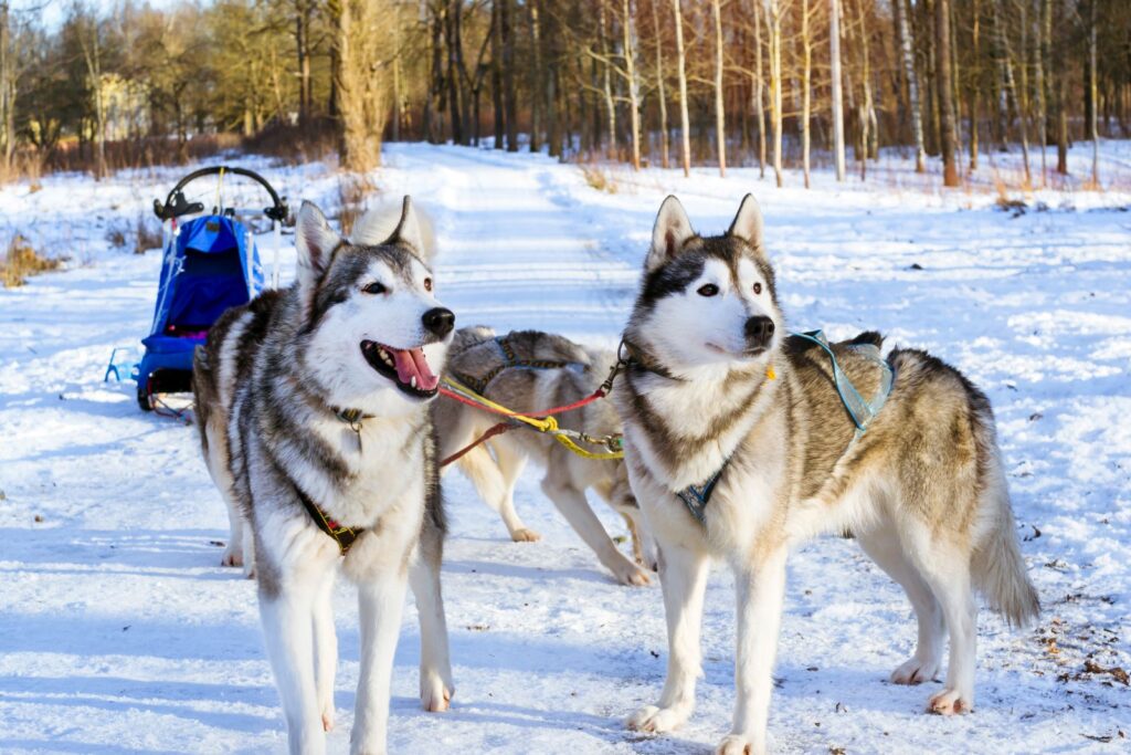 Siberian Huskys mit Schlitten