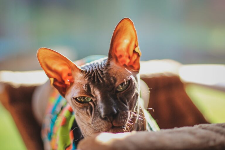 Sphynx-Katze