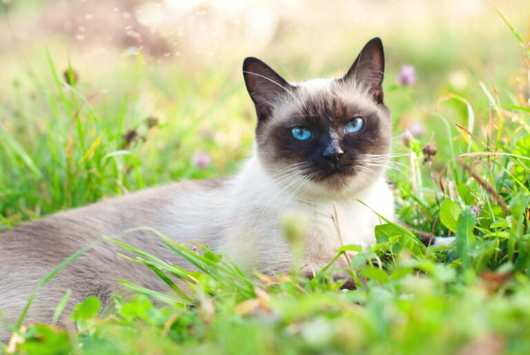 Eine Thaikatze liegt im Gras