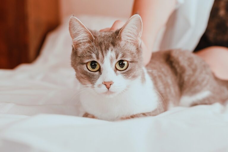 Katze mit Frau auf dem Bett