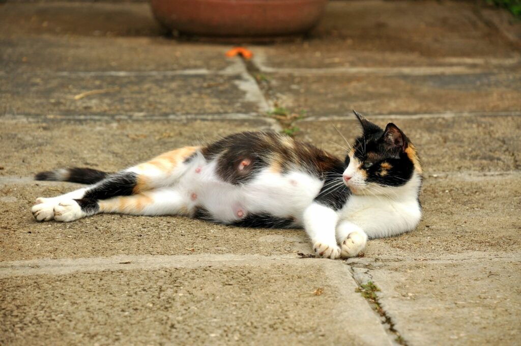 Ablauf Geburt Katze