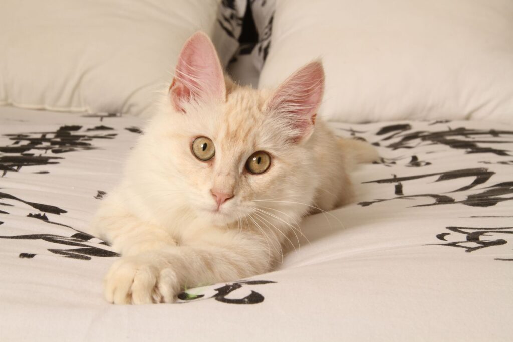 Junge Türkisch Angora auf dem Bett Türkisch Angora Kitten