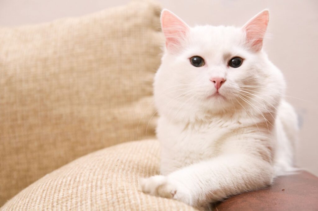Türkisch Angore liegt bequem auf dem Sofa Türkisch Angora auf Sofa