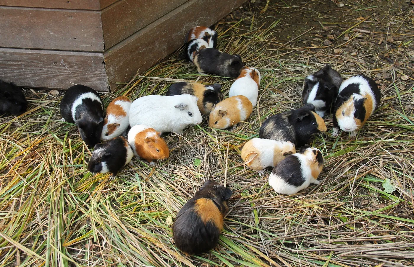 Meerschweinchen Außenhaltung