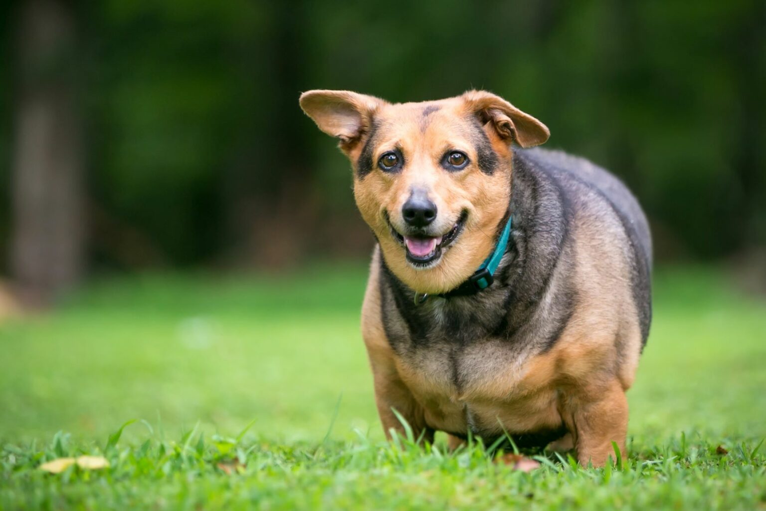 Wann ist mein Hund übergewichtig? zooplus Hundemagazin