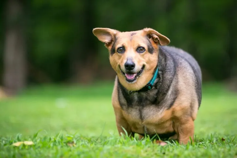 Welsh Corgi hund übergewichtig
