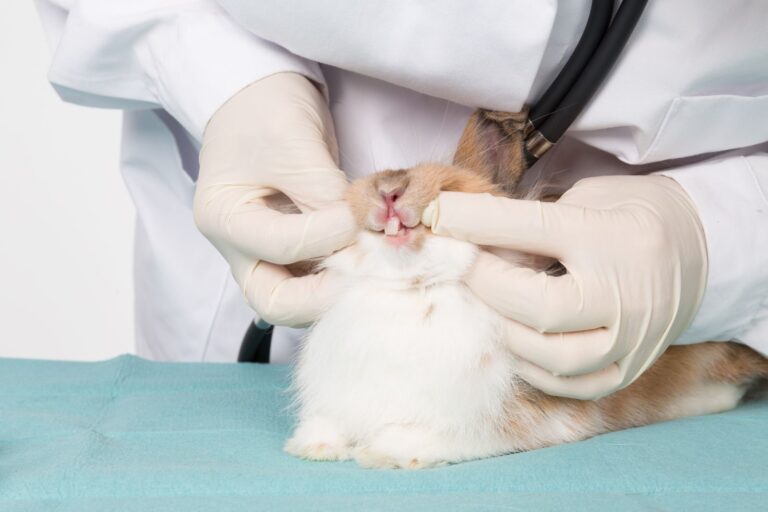 tierarzt untersucht kaninchen zaehne