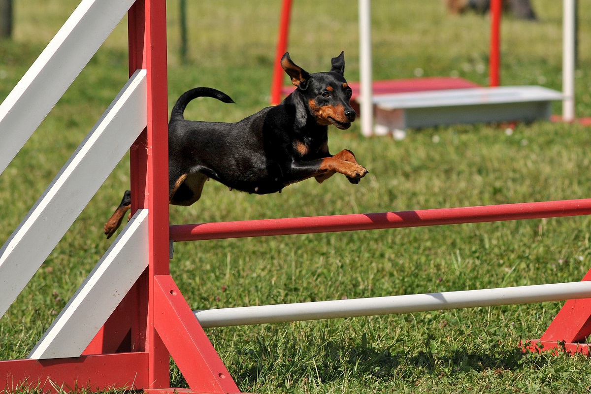 Zwergpinscher Agility