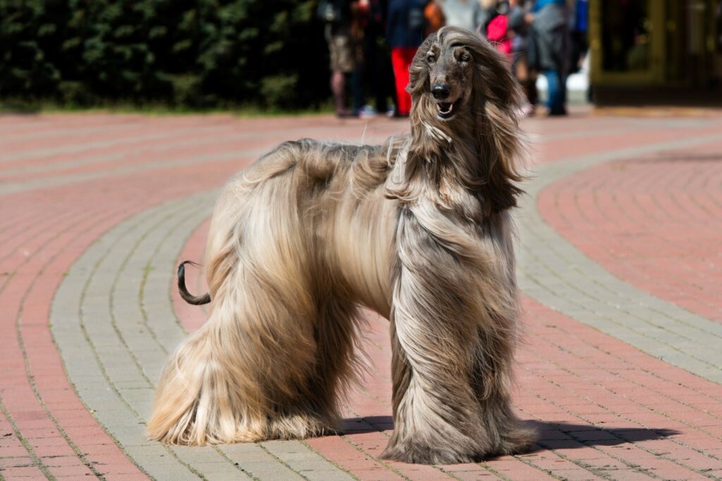 afghanischer windhund auf platz