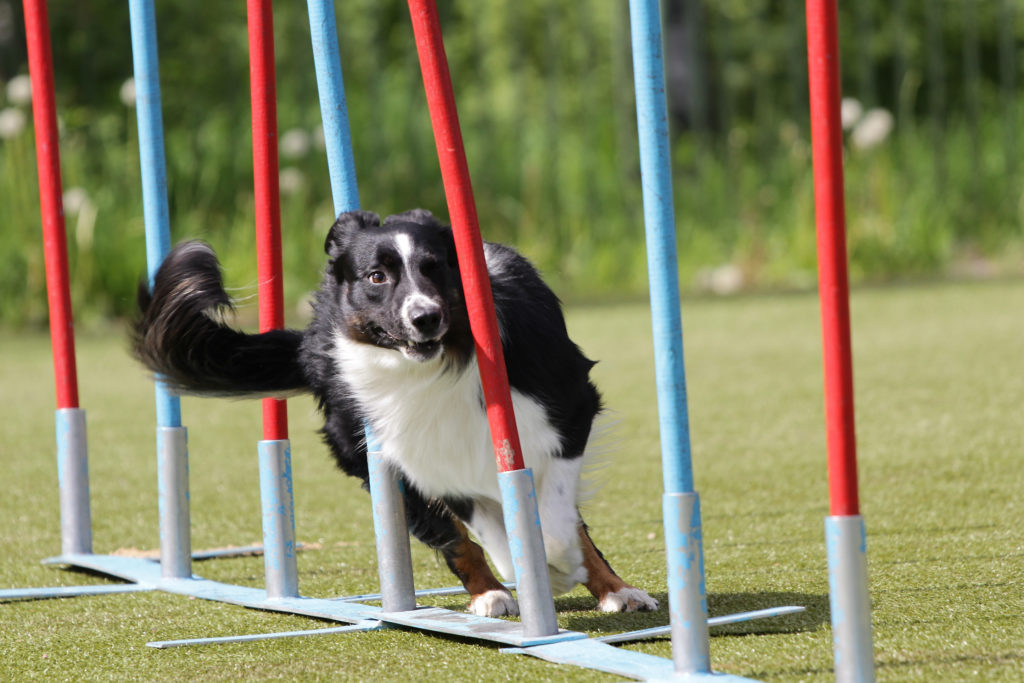 Agility mit dem Hund Voraussetzungen & Geräte zooplus