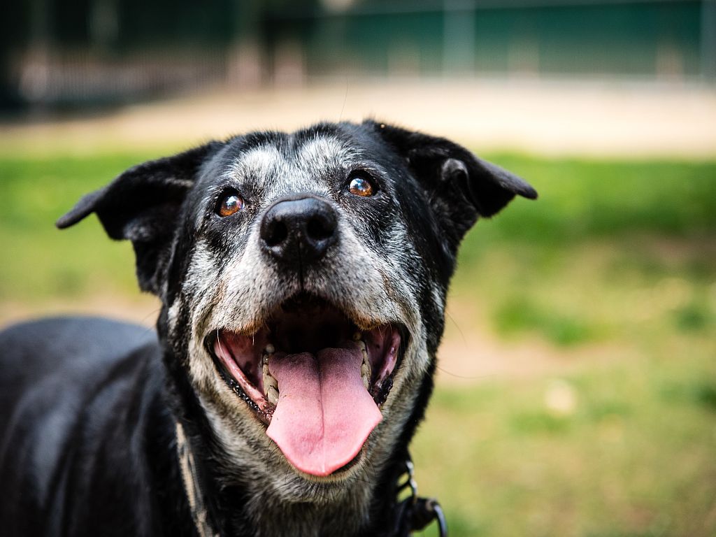 Das richtige Futter für den Hundesenior zooplus Magazin