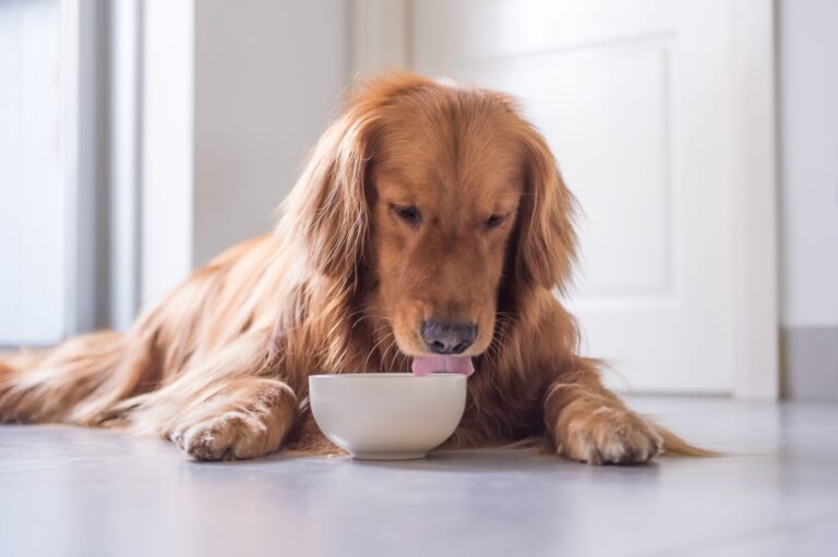 alter hund frisst aus schuessel