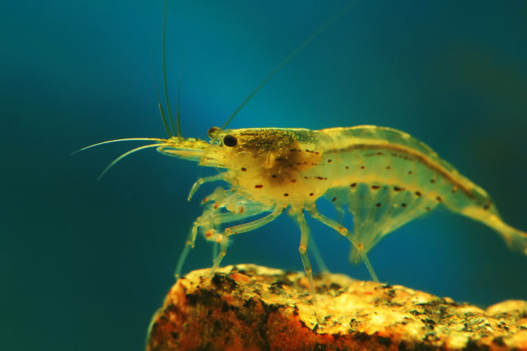 Amanogarnelen (Caridina multidentata) Haltung im Aquarium