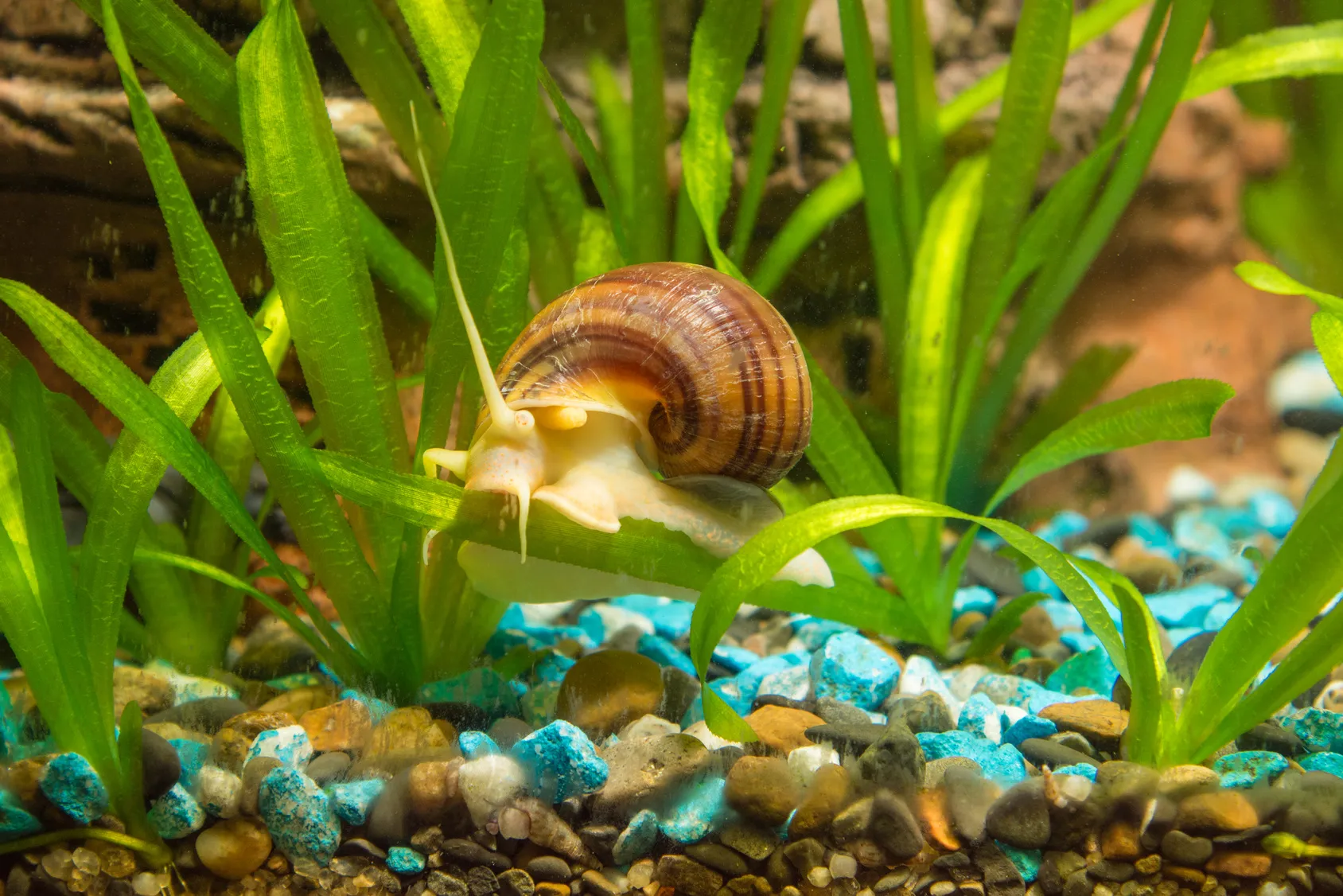 apfelschnecke