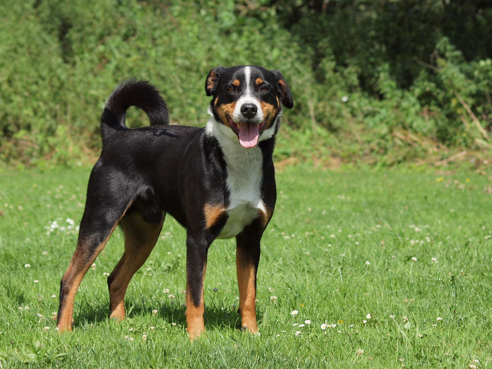 Appenzeller Sennenhund