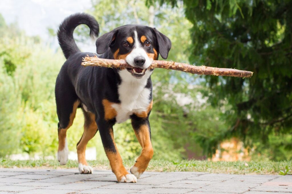 appenzeller sennenhund mit stock im maul