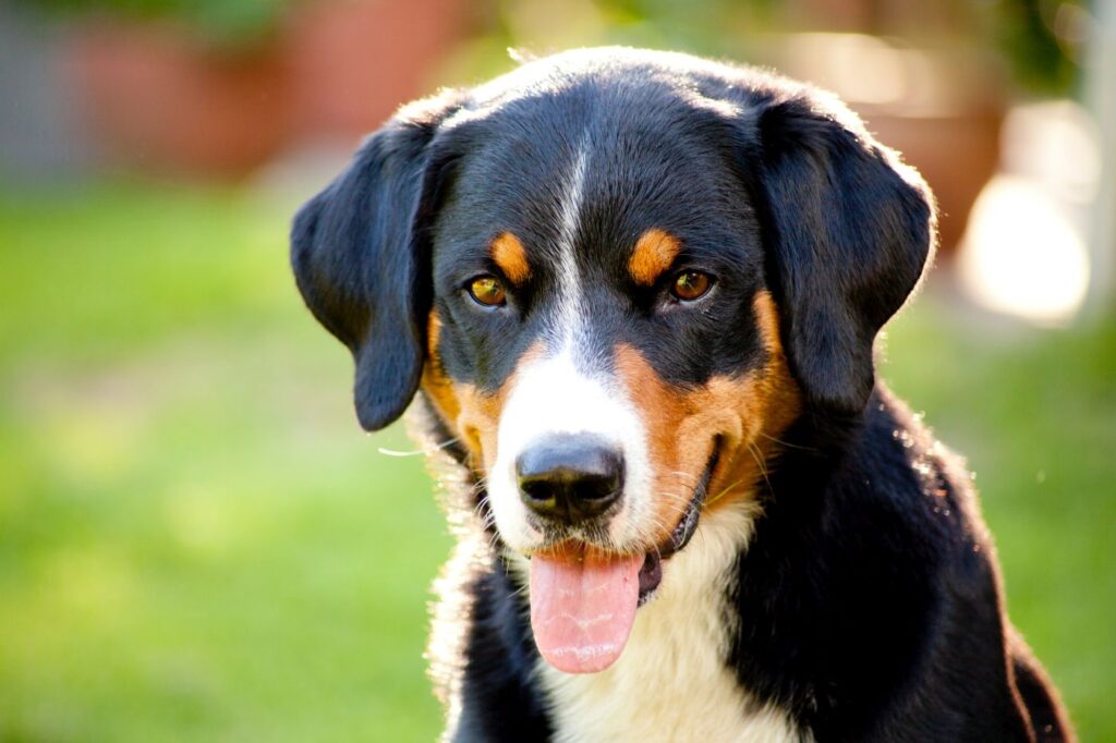 porträtaufnahme eines appenzeller sennenhundes