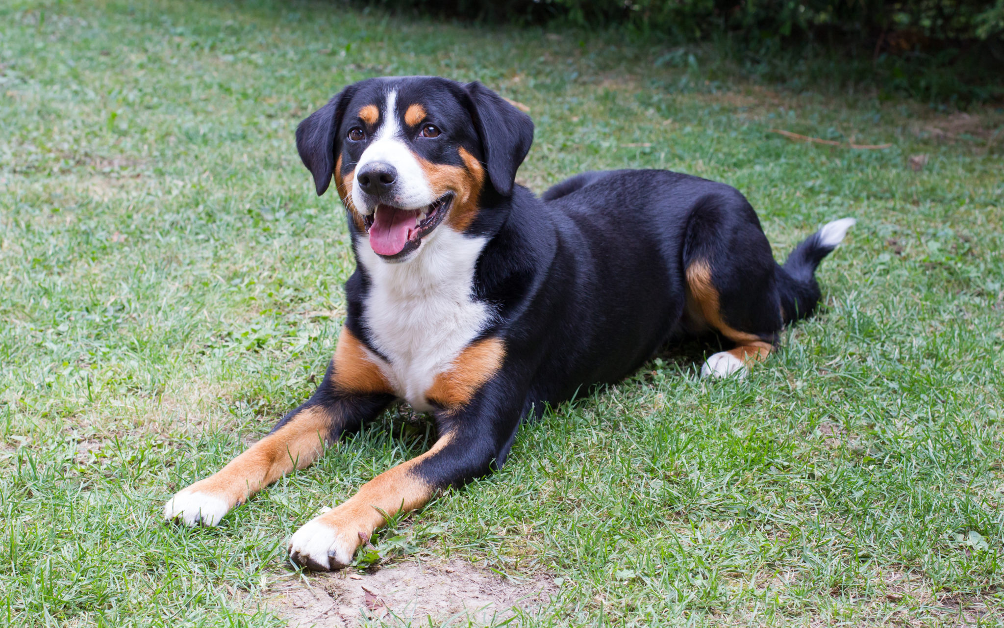 Appenzeller Sennenhund Charakter, Haltung & Pflege zooplus