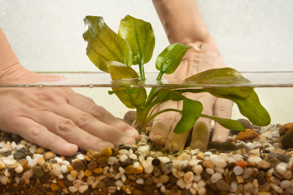 aquarium einrichten aquarium einrichten