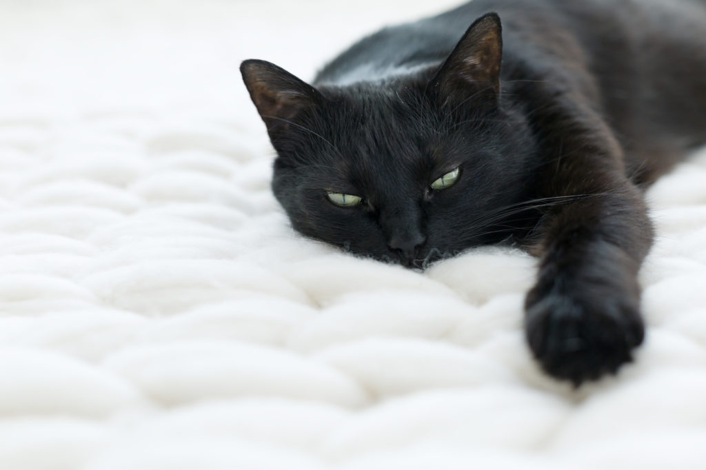 Katze Macht Knackende Geräusche Beim Fressen