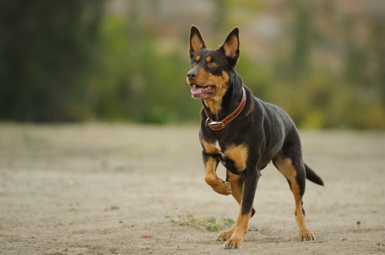 australian kelpie hund