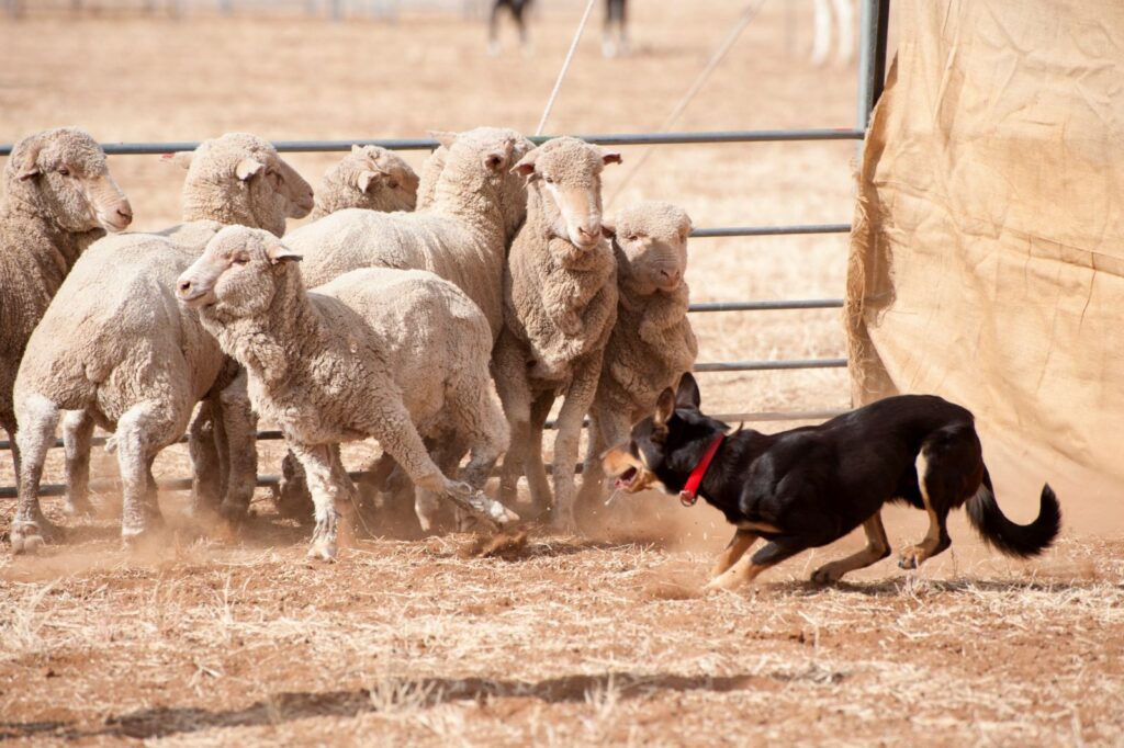 australian kelpie treibt schafe