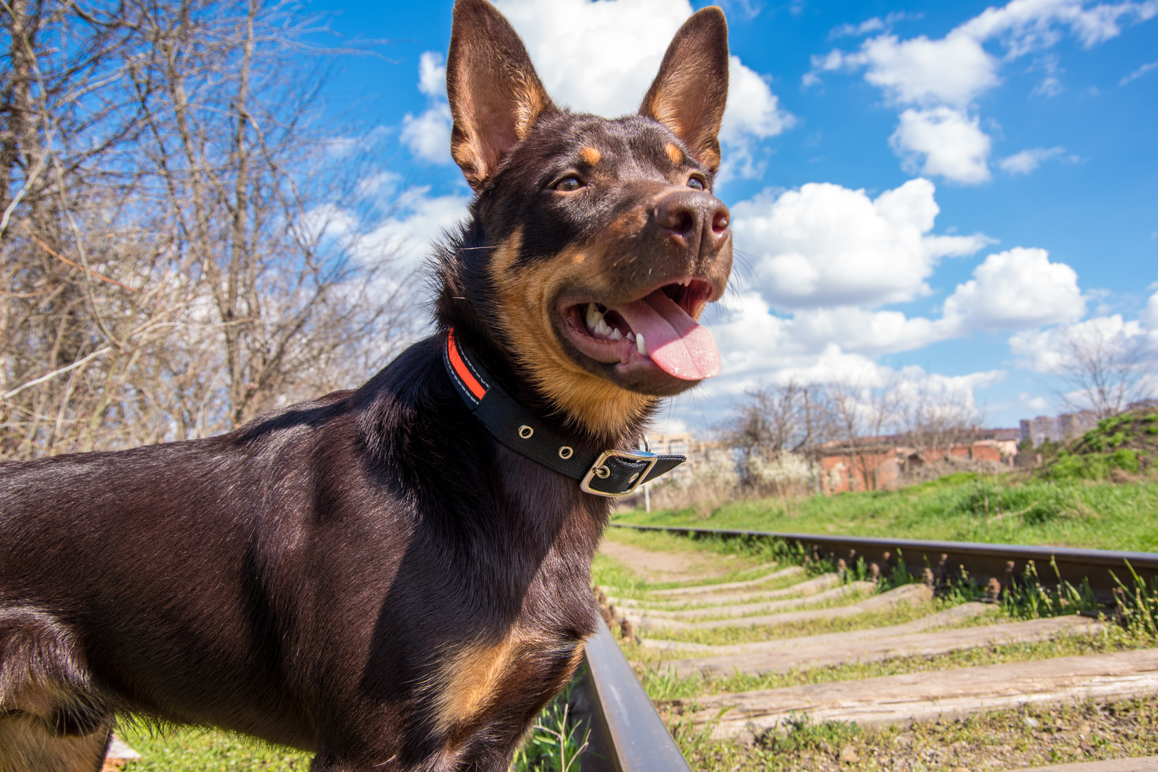 Australian Kelpie Charakter, Haltung & Pflege zooplus