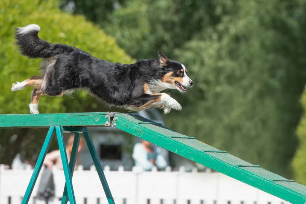 australian shepherd hund läuft über rampe