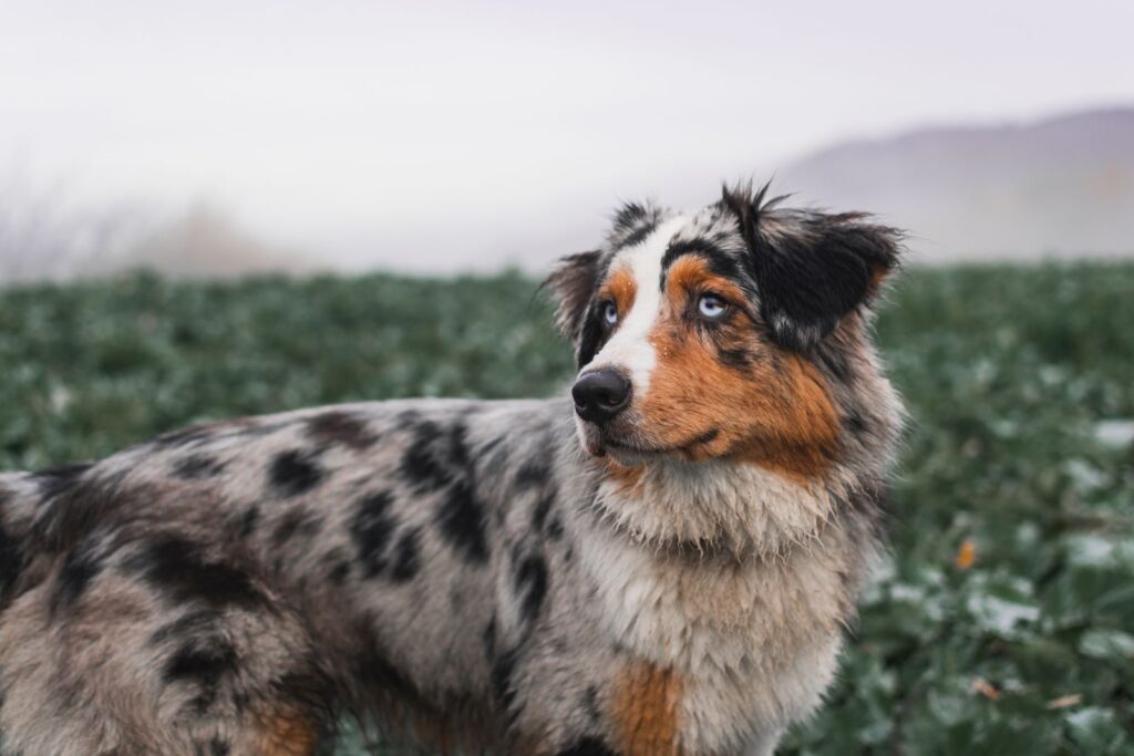 australian shepherd hund draußen im herbst