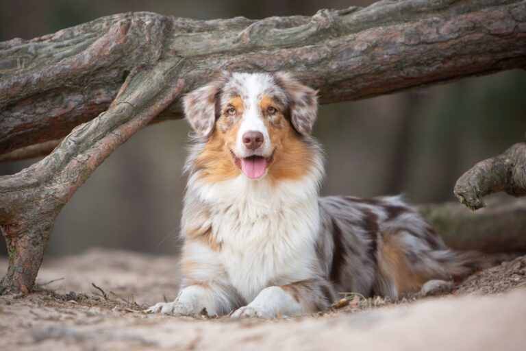 Arbejdsgiver periskop pude Australian Shepherd: Charakter & Haltung | zooplus