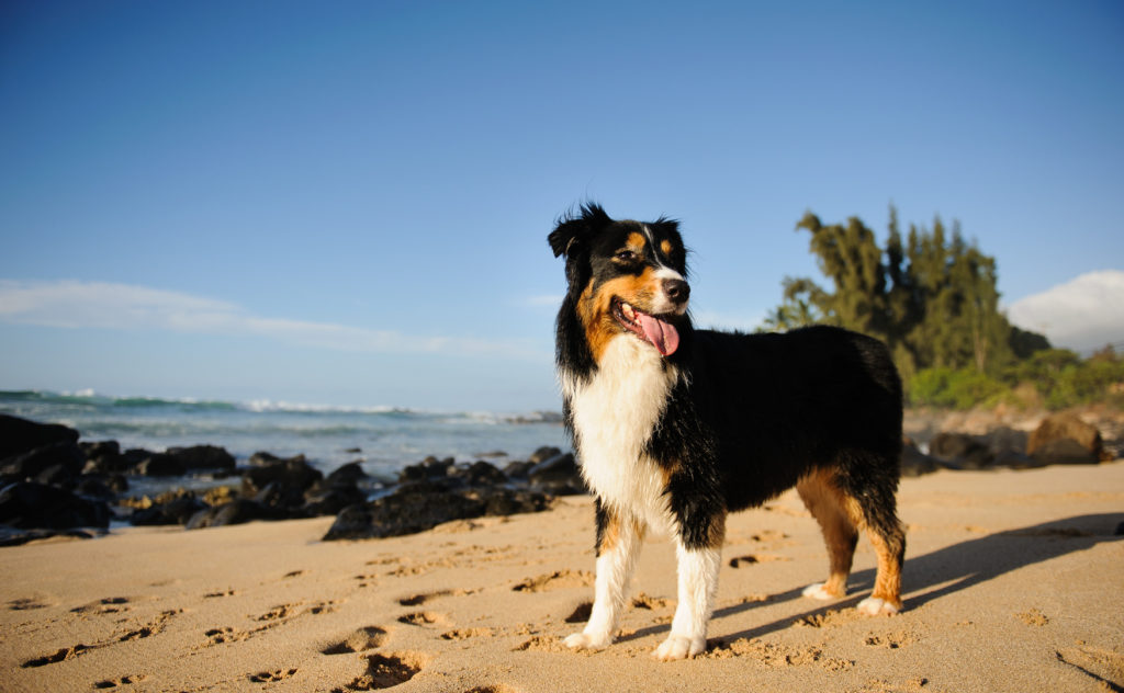 australian shepherd svart australian shepherd svart