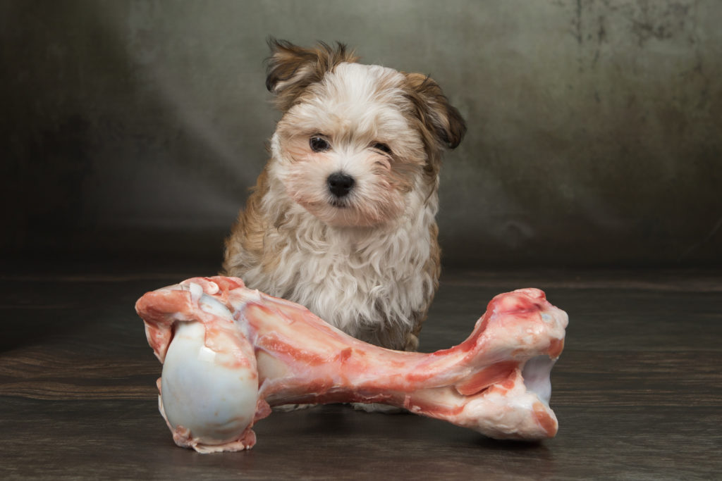 Barf Fur Hunde Was Ist Damit Gemeint Zooplus Hundemagazin