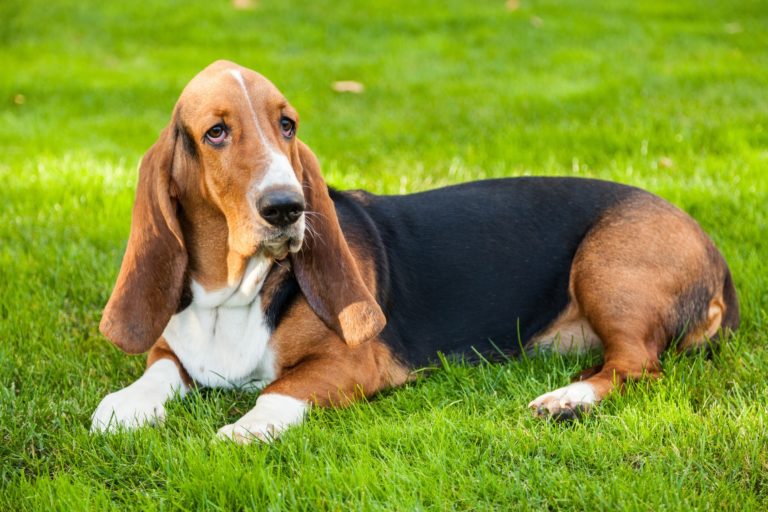 Basset Hound Charakter, Erziehung & Pflege | zooplus