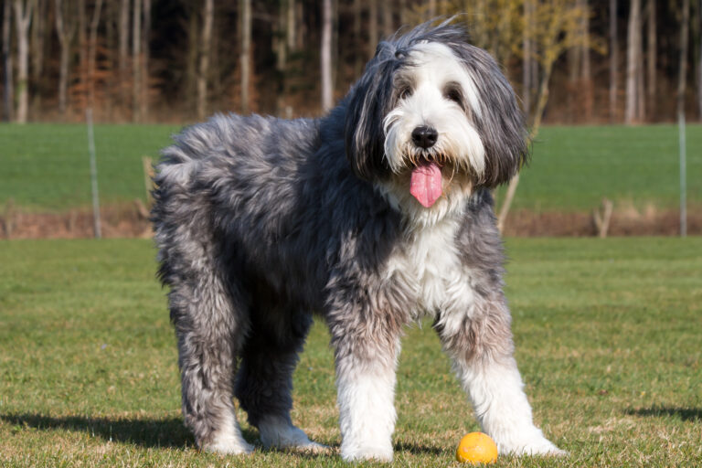 bearded collie hund auf wiese