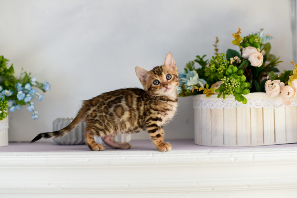 Bengalische Katze Baby