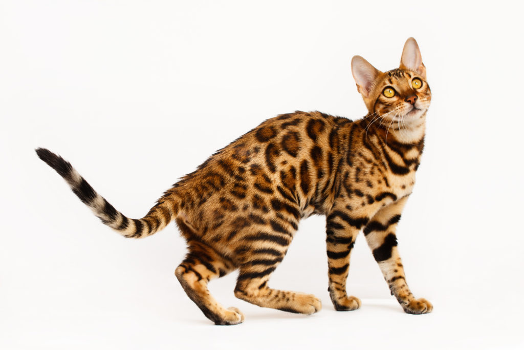 Bengalkatze