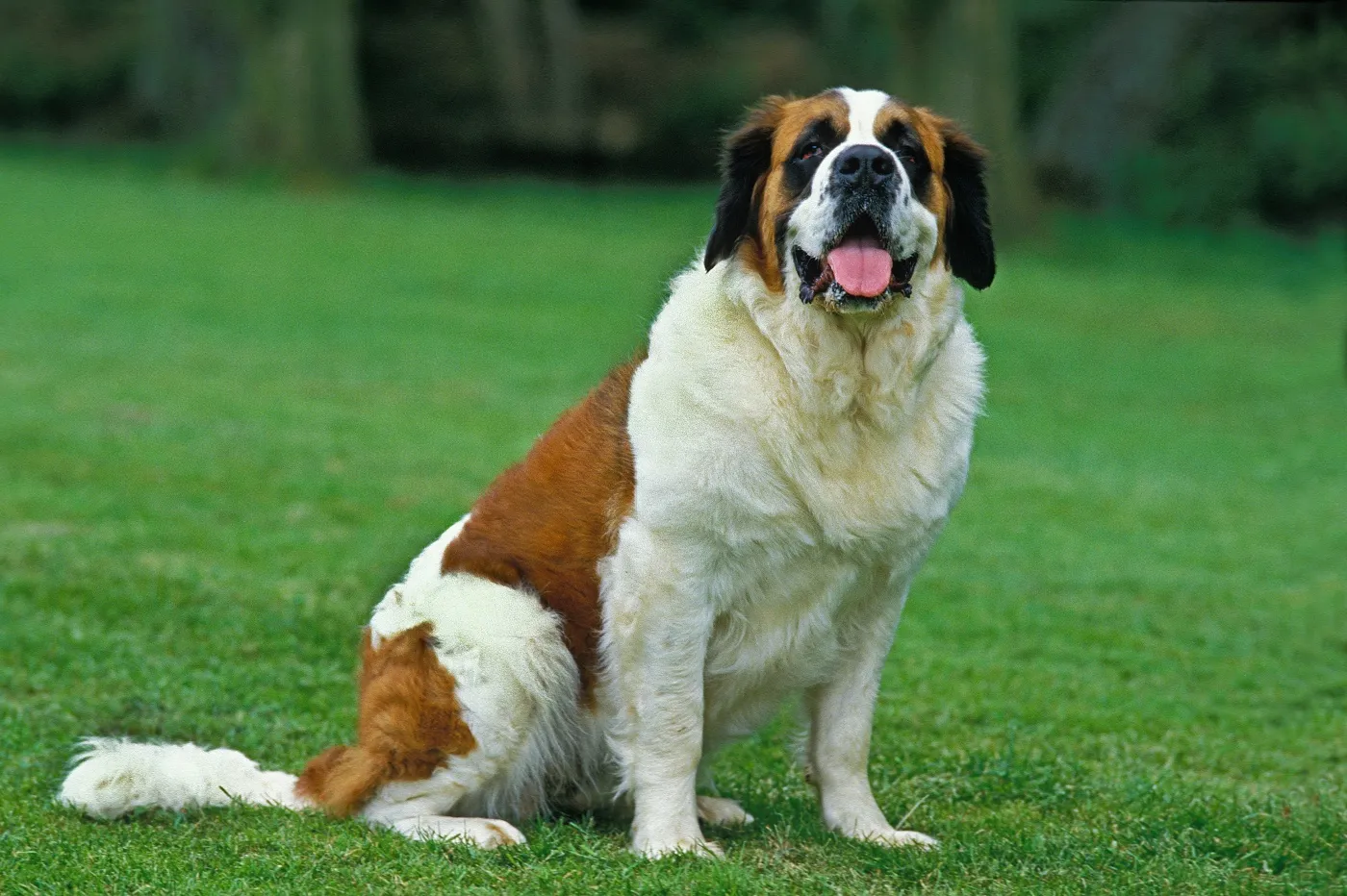 bernhardiner hund sitzt auf grüner wiese