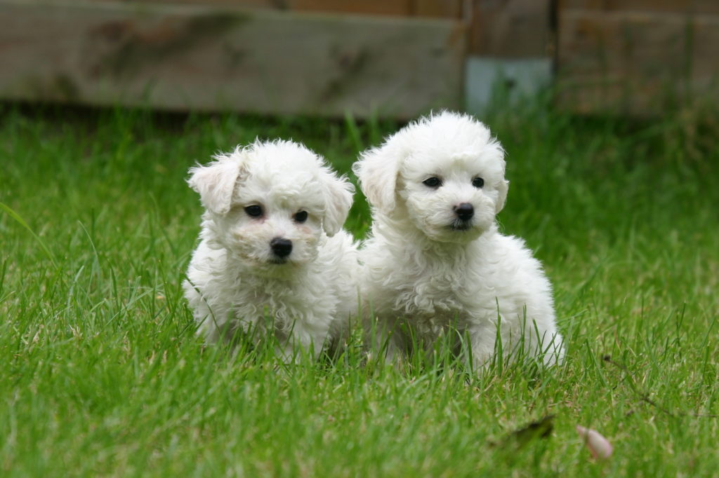 bichon frisé welpen