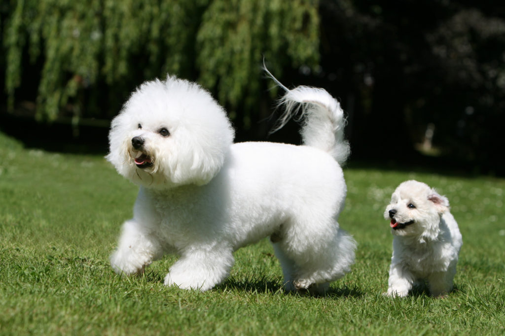 23 Dog Breeds Bichon Frise l2sanpiero