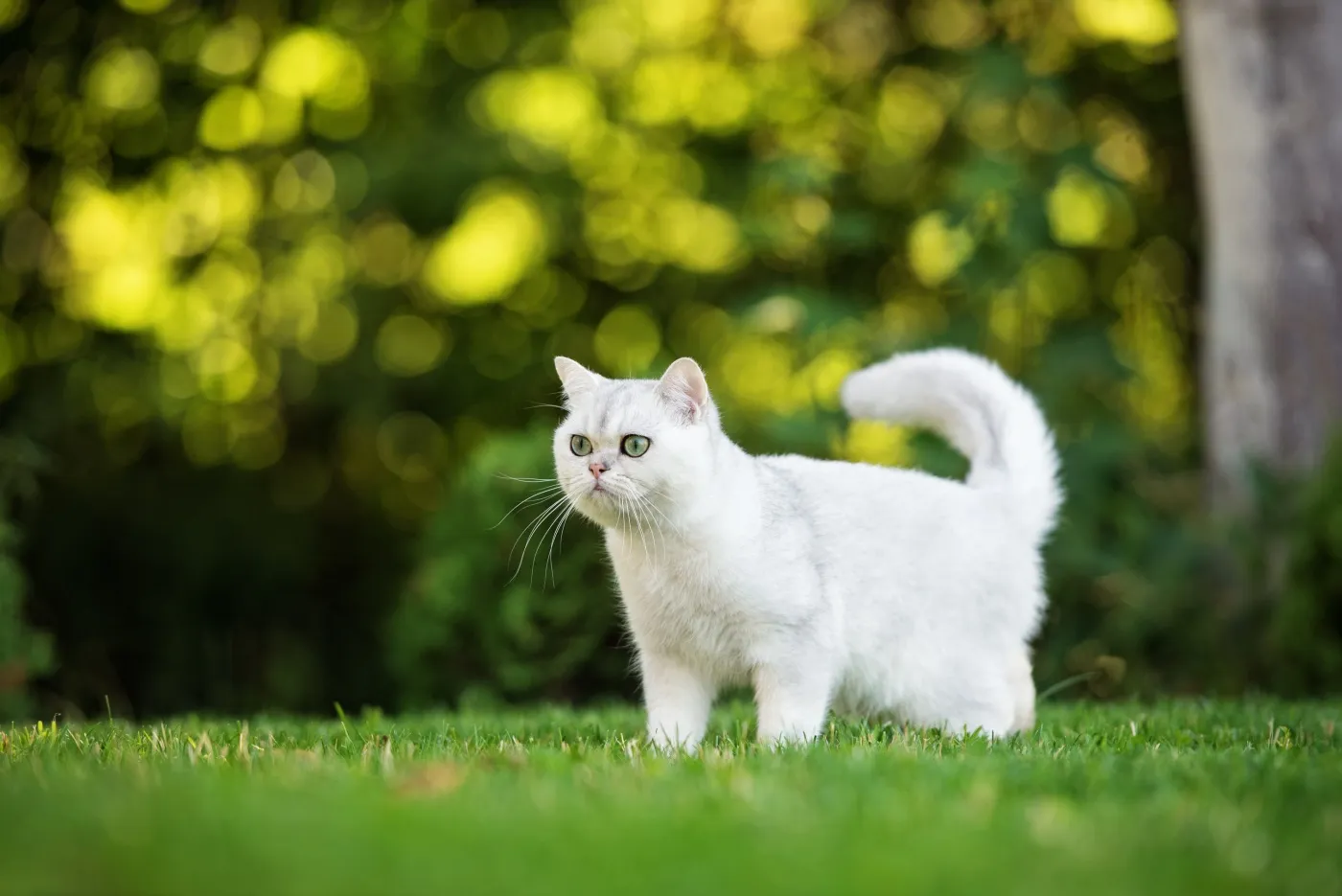 bkh katze weiß im garten