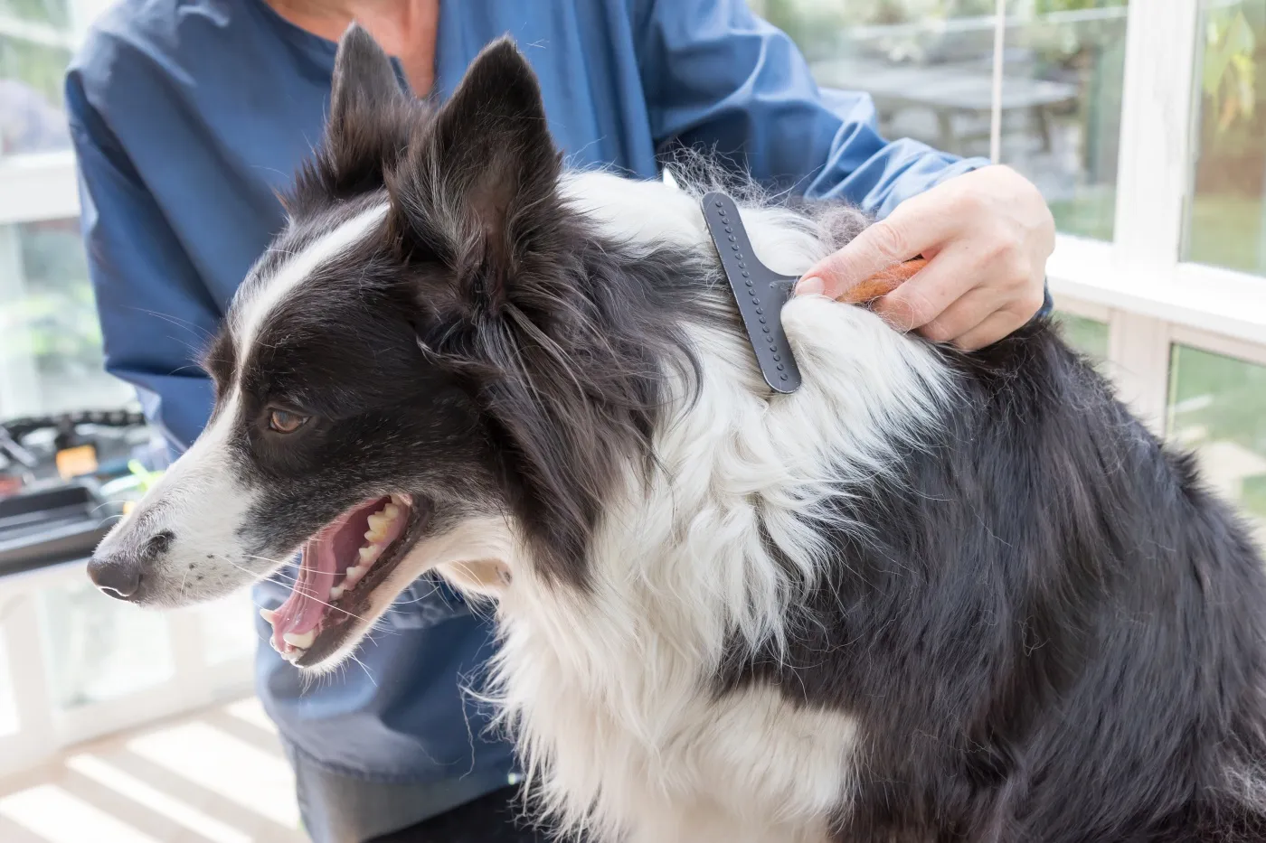 border collie wird gestriegelt