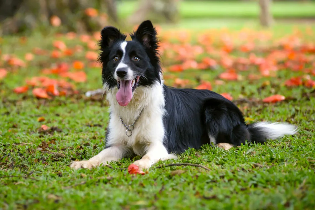Border Collie liebt Bewegung im Freien.
