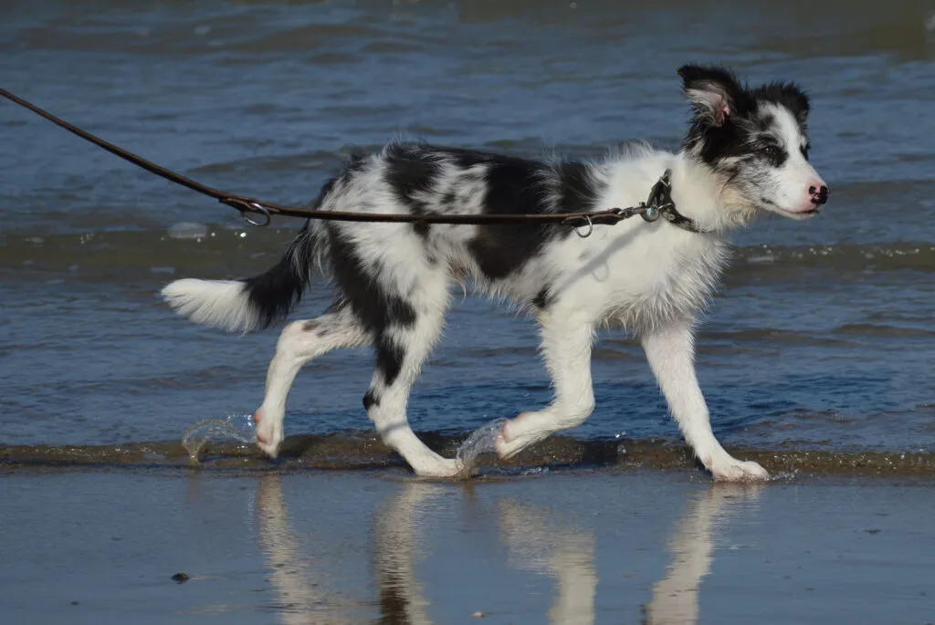 Border Collie aus der Grenzregion Schottland-England
