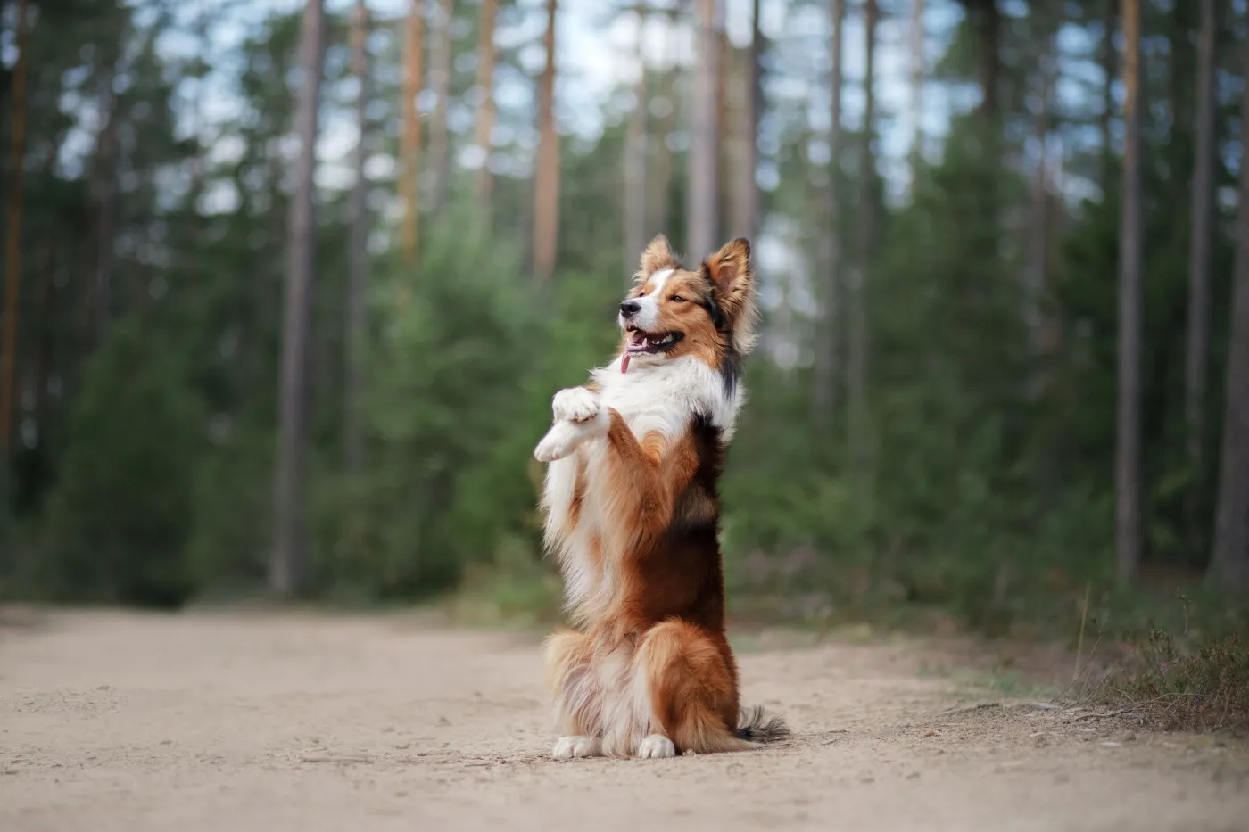 border collie hund auf hinterbeinen