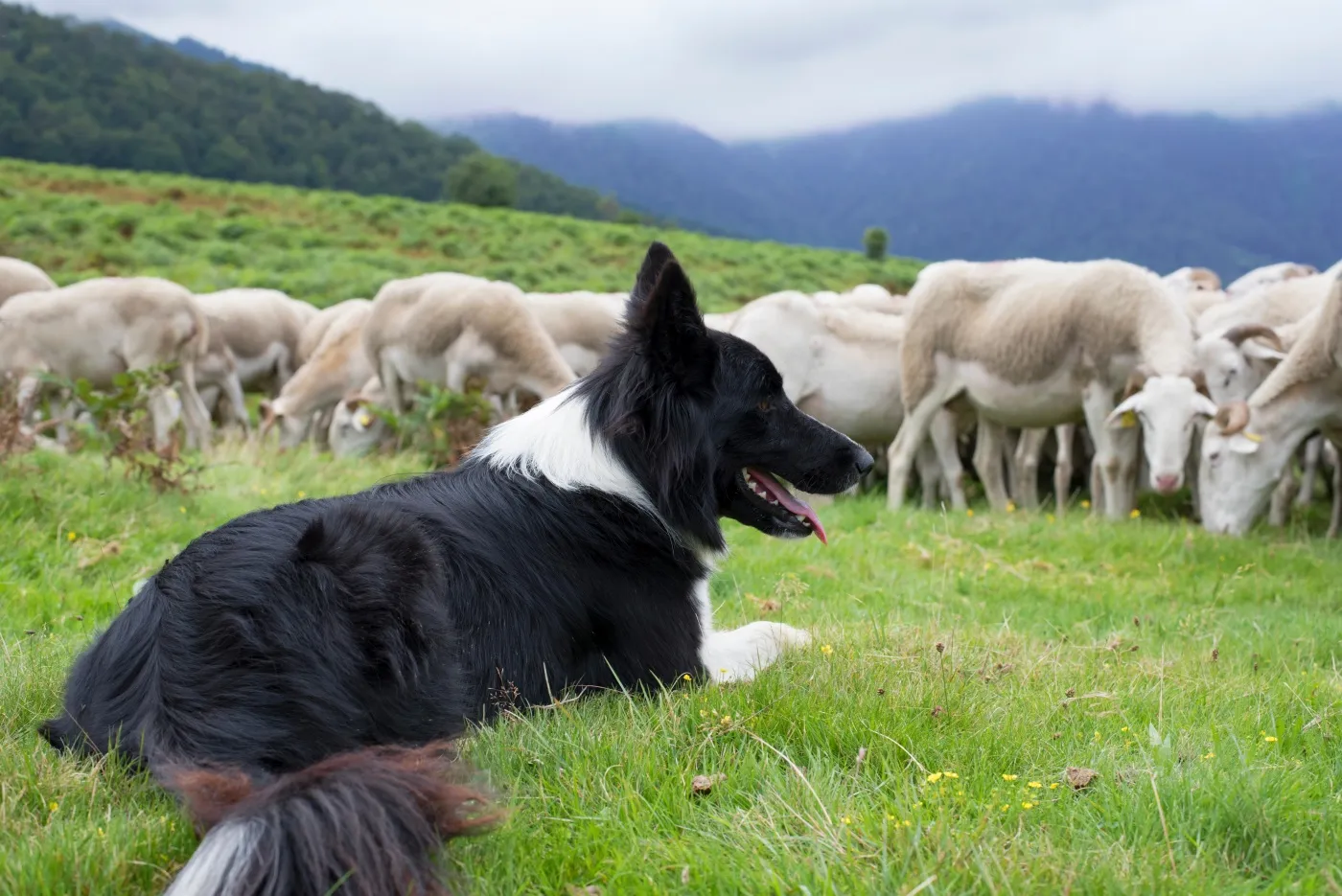 border collie mit schafherde