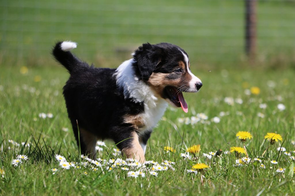 berner sennenhund welpe