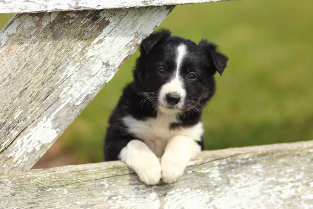 Border Collie Charakter, Haltung & |