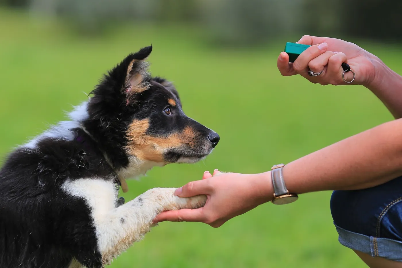 border collie welpe beim clickertraining