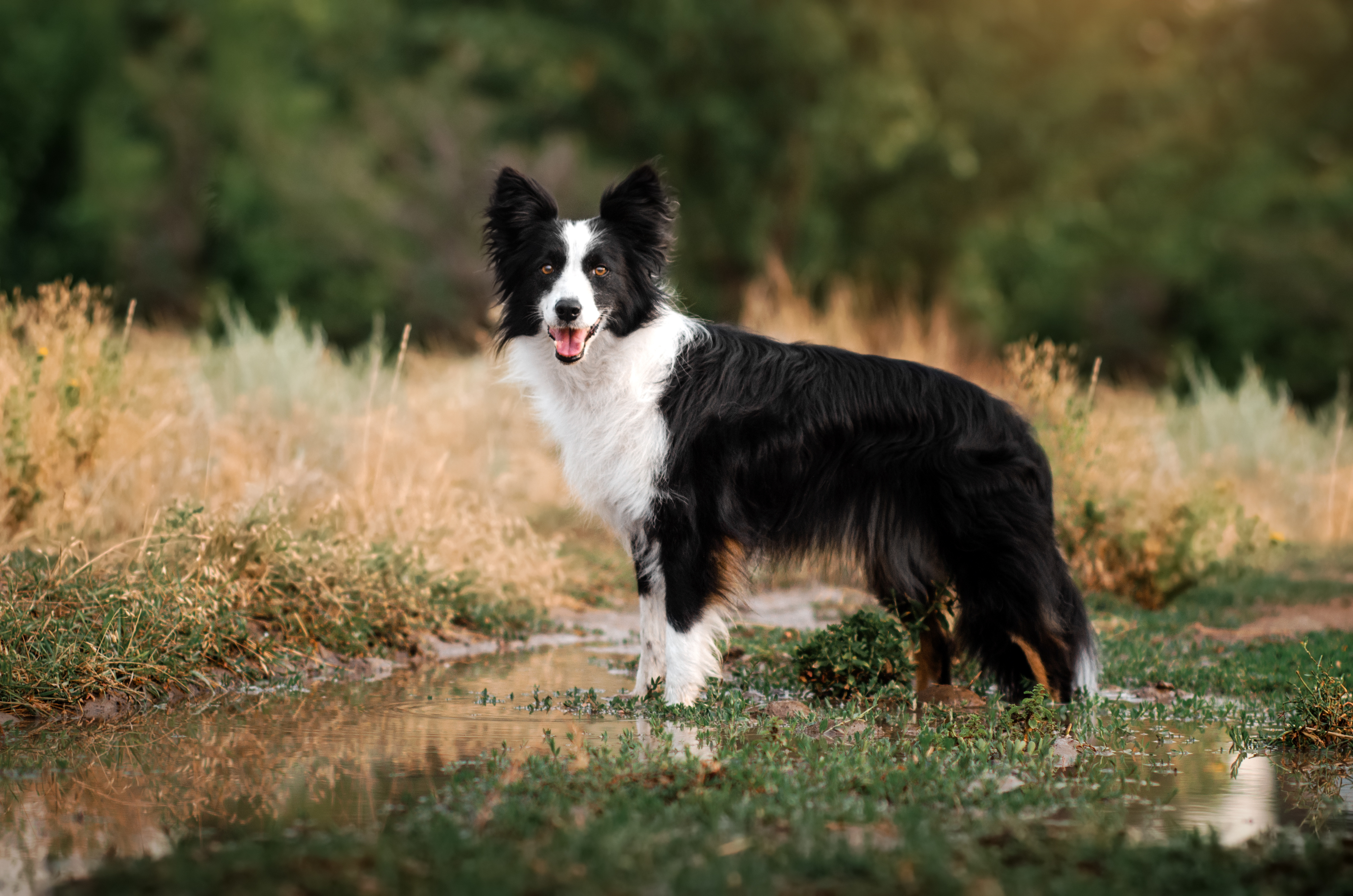 Hat Ein Border Collie Unterwolle Hat Ein Border Collie Unterwolle