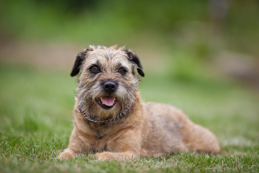 border terrier im grass border terrier im grass